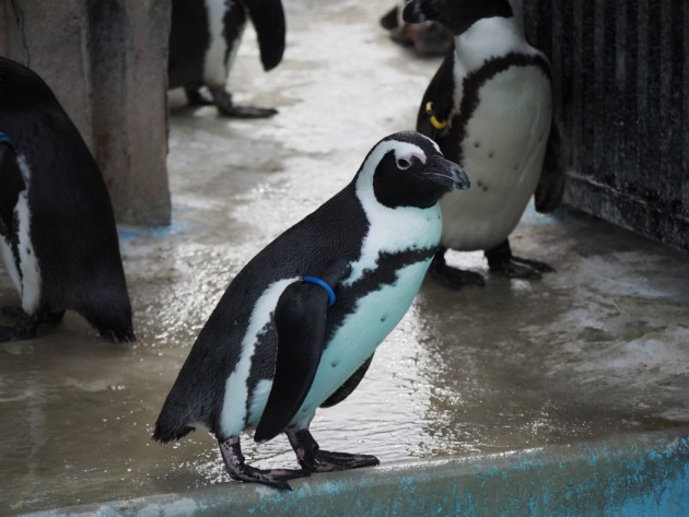 上野動物園_ペンギン