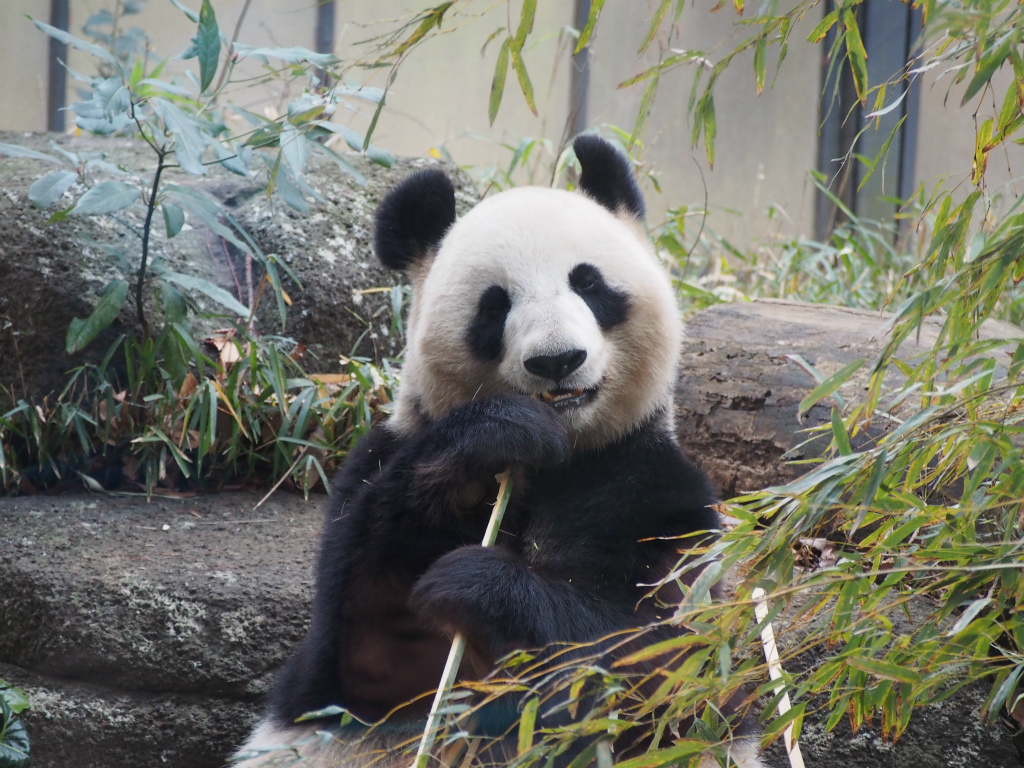 真冬の寒い中上野動物園でパンダを見てきた【前編】